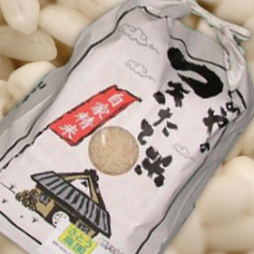 山形県庄内産 令和７年産 でわのもち 精米1kg