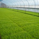 貴重な一品です 令和７年産　 山形県庄内産 ササニシキ 特別栽培米 さとうの米 玄米3kg