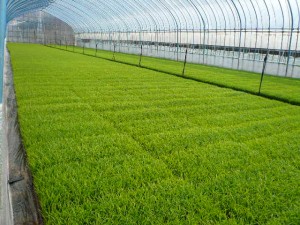 貴重な一品です 令和７年産　 山形県庄内産 ササニシキ 特別栽培米 さとうの米 玄米3kg