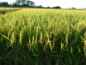 誰もが納得する 令和７年産 山形県庄内産 コシヒカリ 特別栽培米 さとうの米 玄米3kg