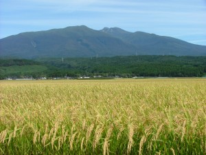 実力NOワン！ 令和７年産 山形県庄内産 はえぬき 特別栽培米 さとうの米 精米3kg
