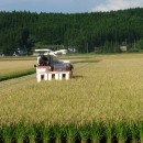  貴重な一品です 令和７年産 山形県産 ササニシキ 特別栽培米 さとうの米 精米3kg