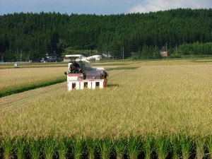  貴重な一品です 令和７年産 山形県産 ササニシキ 特別栽培米 さとうの米 精米3kg
